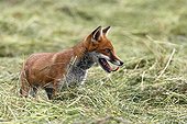 Red fox standing in a mown meadow Great Britain