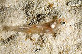Penaeid shrimp on sand Tuamotu French Polynesia 