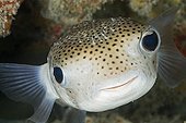 Portrait of Spot-fin Porcupinefish Tuamotu French Polynesia