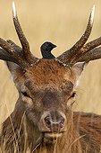 Jackdaw perched on the head of a red deer winter GB