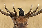 Juvenile Carrion crow on the head of a red deer winter GB