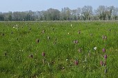 Common fritillary in grasslands Sainte-Luce-sur-Loire France