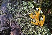 Yellow staghorn fungus on a deadwood softwood France