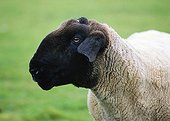 Portrait of Suffolk Sheep Island Harris Hebrides Scotland 