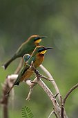 Little Bee-eaters on a branch Lake Baringo Kenya