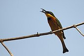 Little Bee-eaters on a branch Lake Baringo Kenya