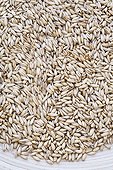 Seeds Oats dry on a wooden tray 