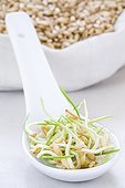 Oats germinated seeds in a spoon 