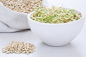 Oats germinated seeds in a bowl and dry seeds 