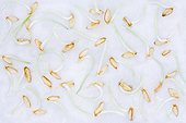 Seeds germinated oat cotton