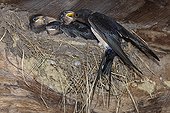 Barn swallow feeding its chicks in nest GB