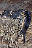 Barn swallow feeding its chicks in nest GB