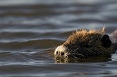 Portrait of a Nutria currently swim 