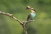European Bee-eater with a Painted-Lady in the beak