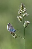 Silver-studded Blue on a rod Vanoise NP France