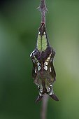 Chrysalis White admiral butterfly Alsace France