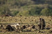 Jackal trying to steal a gazelle hunted by a male baboon