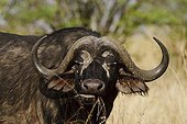 Portrait of Cape Buffalo in Savannah Masai Mara Kenya 