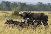Cape Buffalo males in Savannah Masai Mara Kenya 