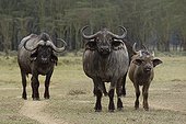 Cape Buffalo female and calf Nakuru Kenya 
