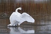 Trumpeter Swan on Floating Island Lake partially frozen USA ; The trumpeter swan is found only in North America 