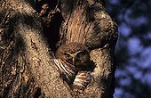 White-browed Hawk-owl resting Madagascar