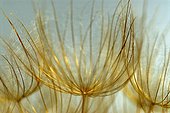 Tragopogon pratensis, Goat's beard (Like dandelion clock)