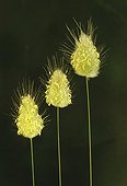 Lagurus ovatus, Hare?s tail