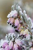 Erica carnea