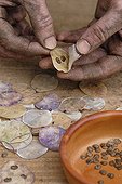 Lunaria annua, Honesty