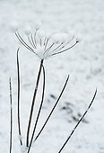 Heracleum sphondylium, Hogweed