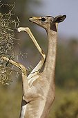 Gerenuk eating foliage height Samburu Kenya 