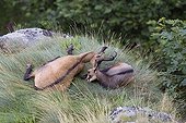 Tendresse d'un Chamois envers son jeune au repos France