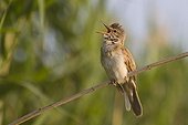Great Reed-warbler singing on a reed near a pond France