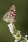 Painted Lady on a privet blooming in summer Lorraine 