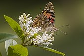 Painted Lady on a privet blooming in summer Lorraine 
