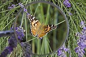Looking at a Painted lady (Vanessa cardui) on Lavander (Lavandula sp) through magnifying glass