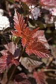 Young leaves of physocarpus 'Lady in Red' in a garden