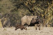 Cape Buffalo and calf in savanna Nakuru Kenya