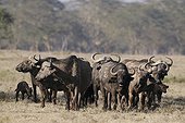 Cape Buffaloes in savanna Nakuru Kenya