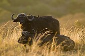 Savannah buffalo in the tall grass Masai Mara Kenya 