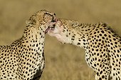 Cheetah young males grooming Masai Mara Kenya