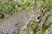 Aggressive female leopard in a tree Masai Mara Kenya 