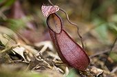 Fringed Pitcher plant in cloud forest Mount Kinabalu Borneo