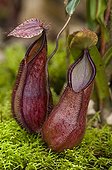 Fringed Pitcher plant in cloud forest Mount Kinabalu Borneo