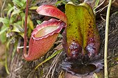 Rajah Brooke's Pitcher plant in cloud forest Mount Kinabalu
