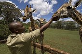 Giraffe and trainer at Giraffe Center Nairobi Kenya