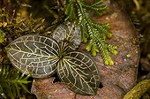 Plantlife on the ground mountain rainforest Mount Kinabalu