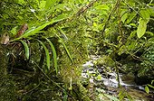 Jungle creek in mountain rainforest Mount Kinabalu NP