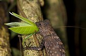 Giant Forest Dragon with leaf grasshopper as prey Malaisie